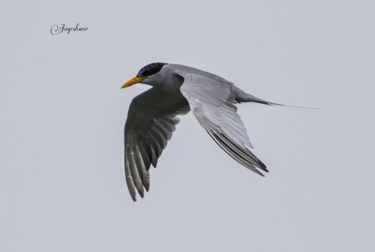 River Tern - ML171846091