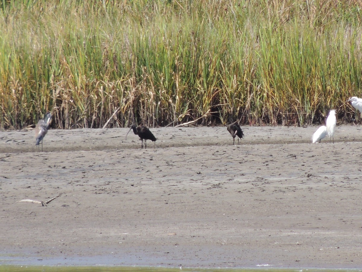 Glossy Ibis - ML171847171