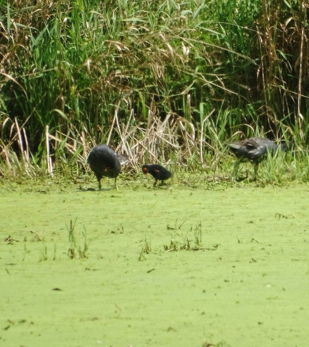 Common Gallinule - ML171848771