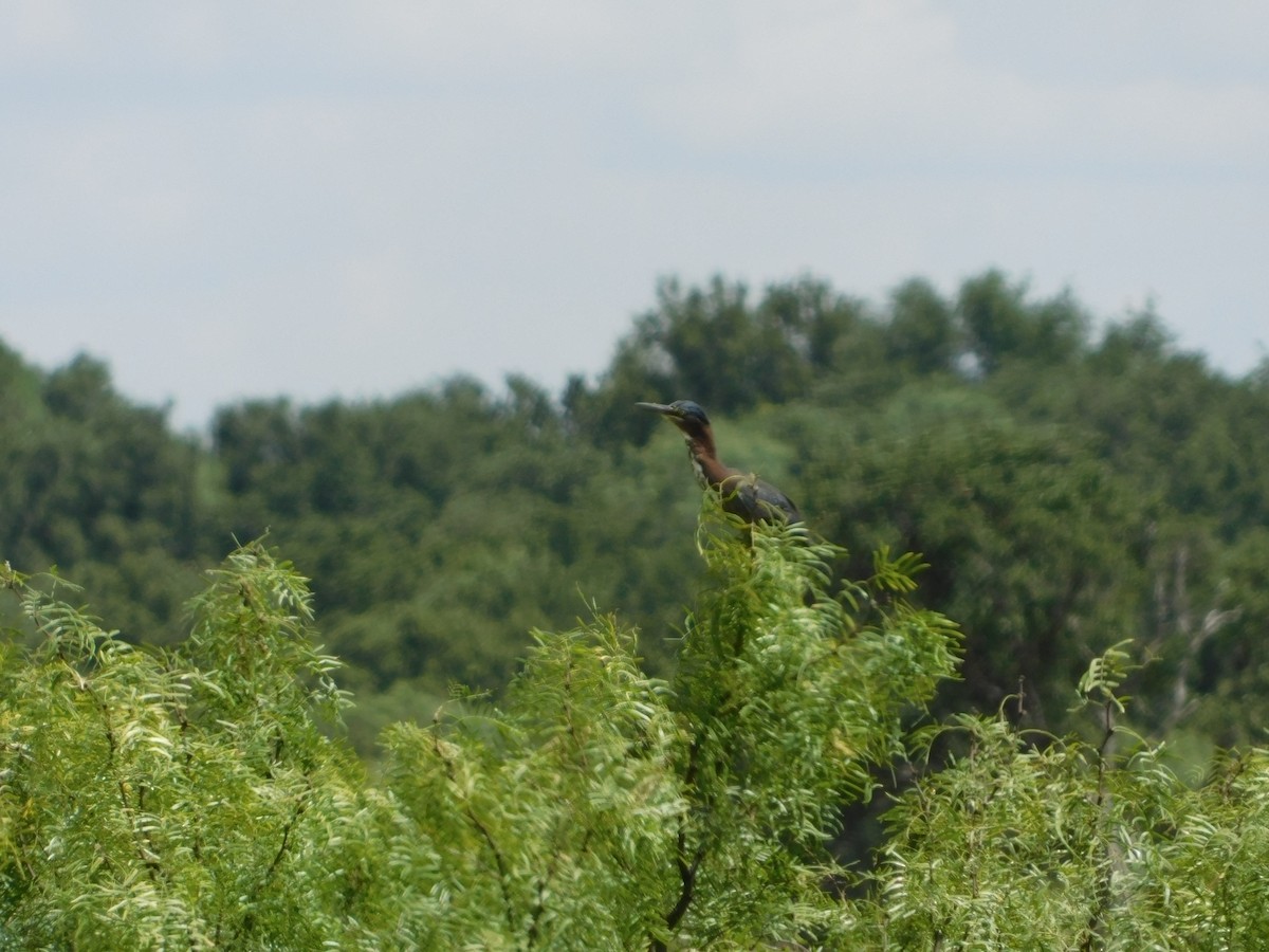 Green Heron - ML171849481