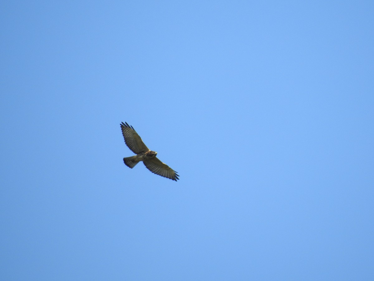 Broad-winged Hawk - Bill Stanley