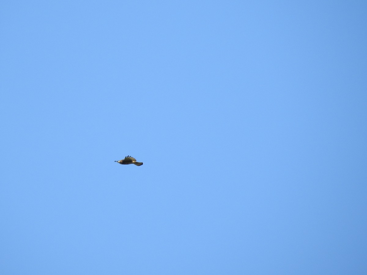 Broad-winged Hawk - Bill Stanley