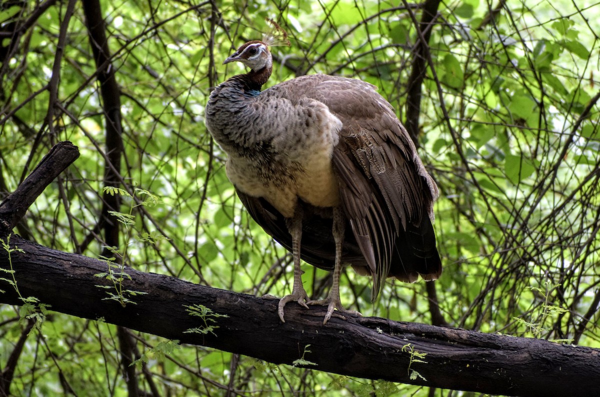 Indian Peafowl - ML171851411