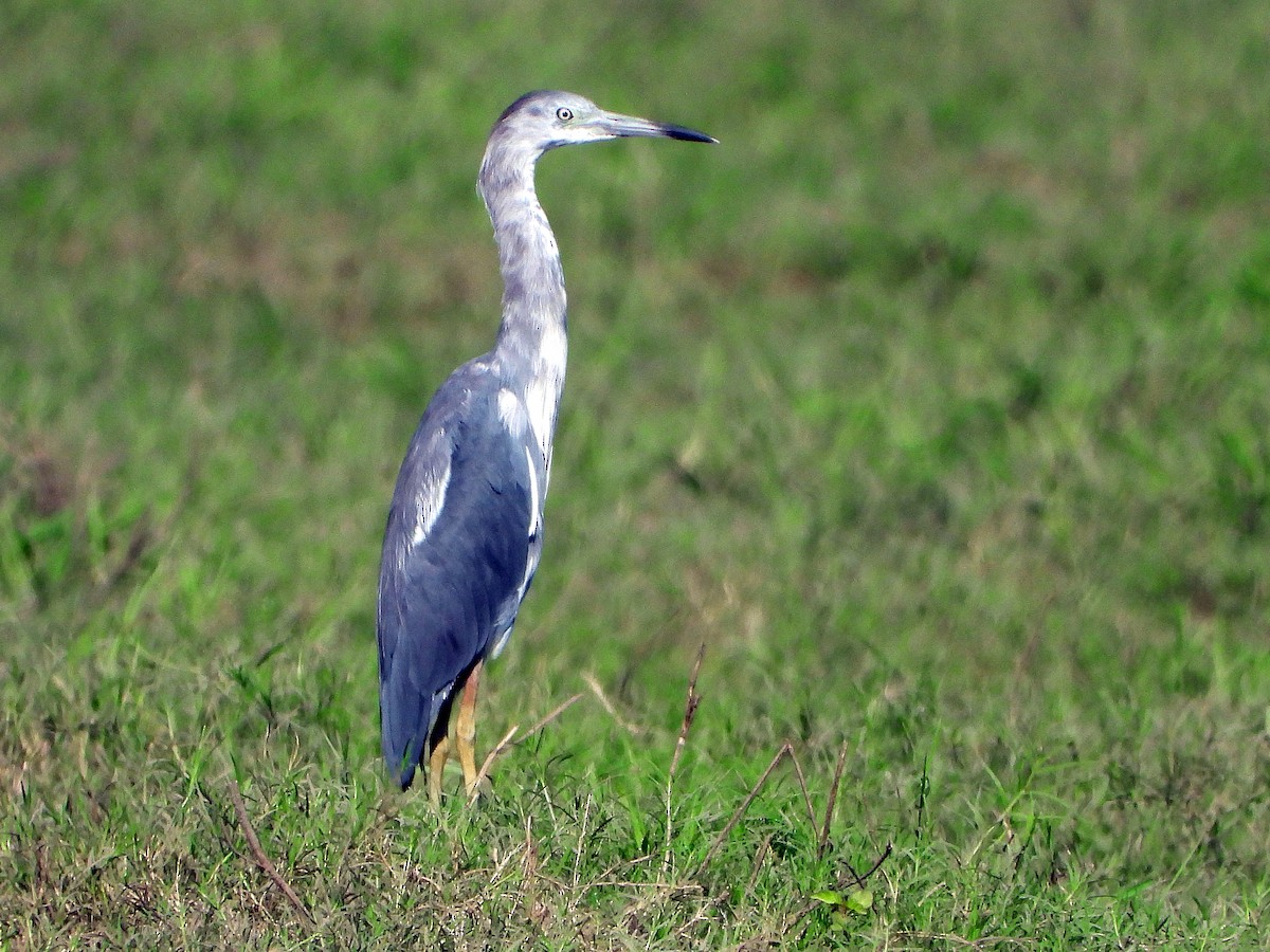 Little Blue Heron - Michael Musumeche