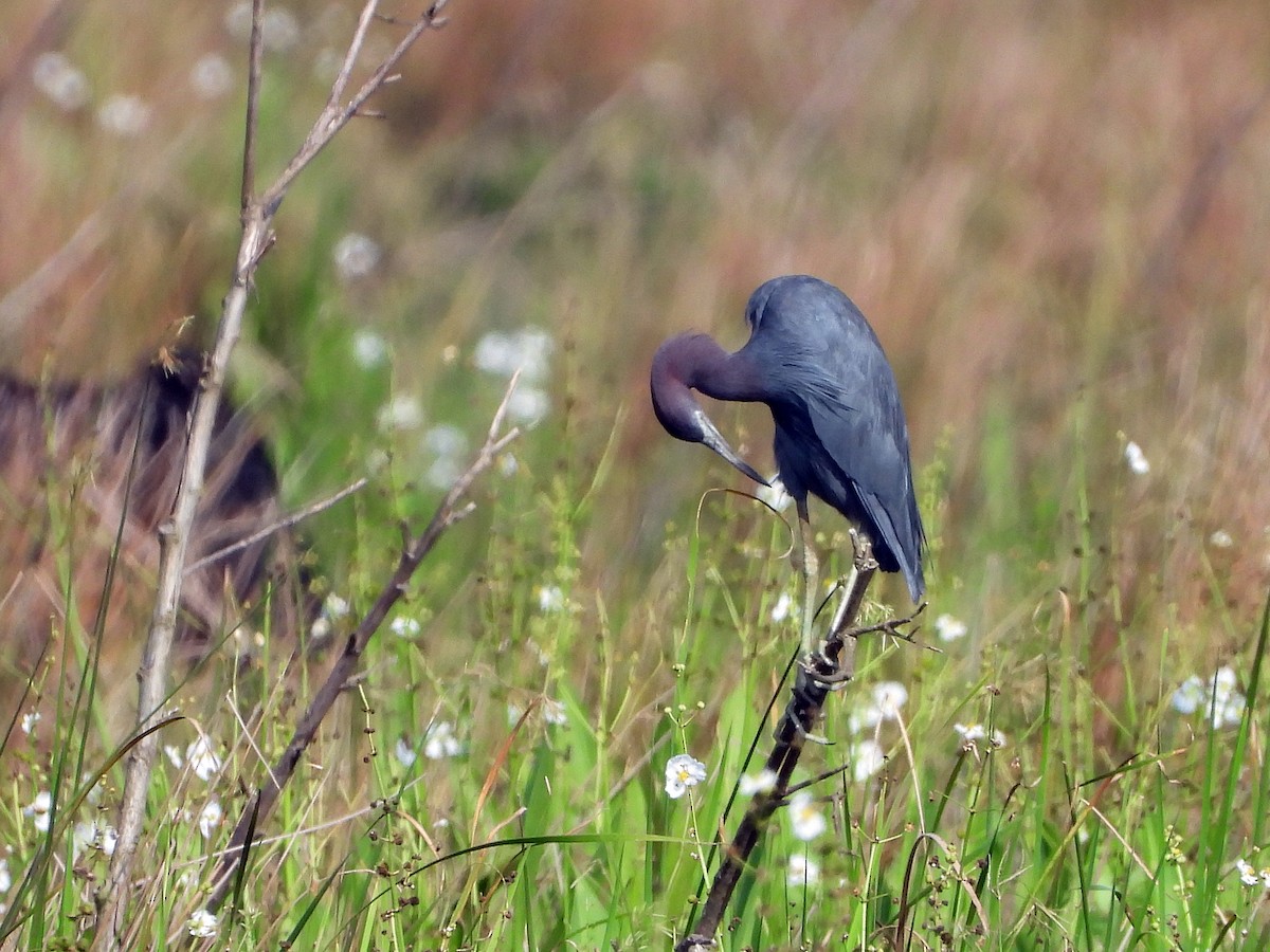 Little Blue Heron - Michael Musumeche