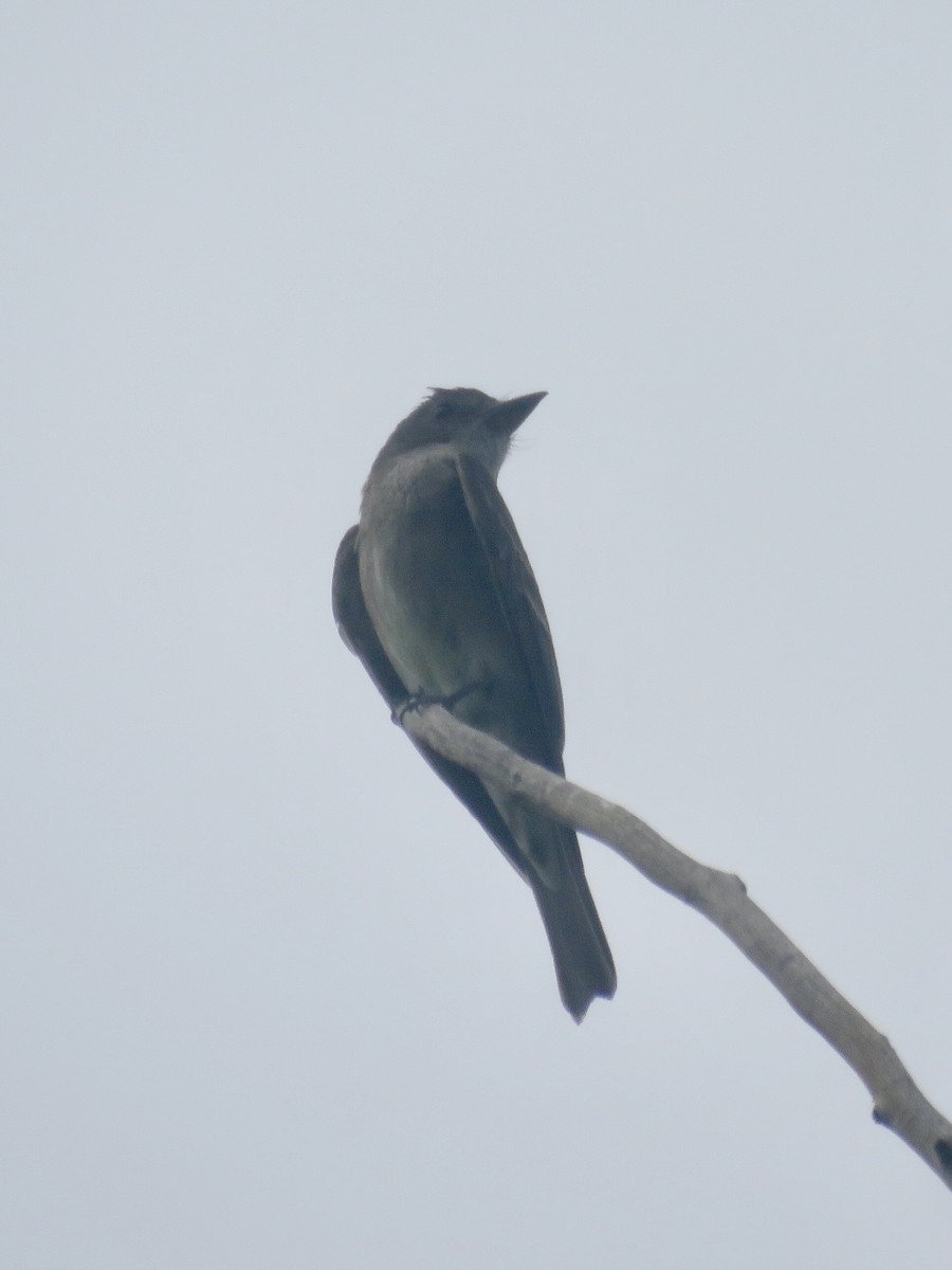 Western Wood-Pewee - ML171851871