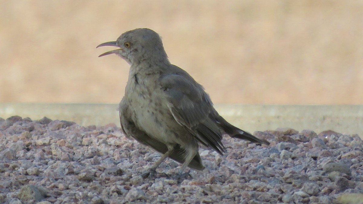 Bendire's Thrasher - ML171851951