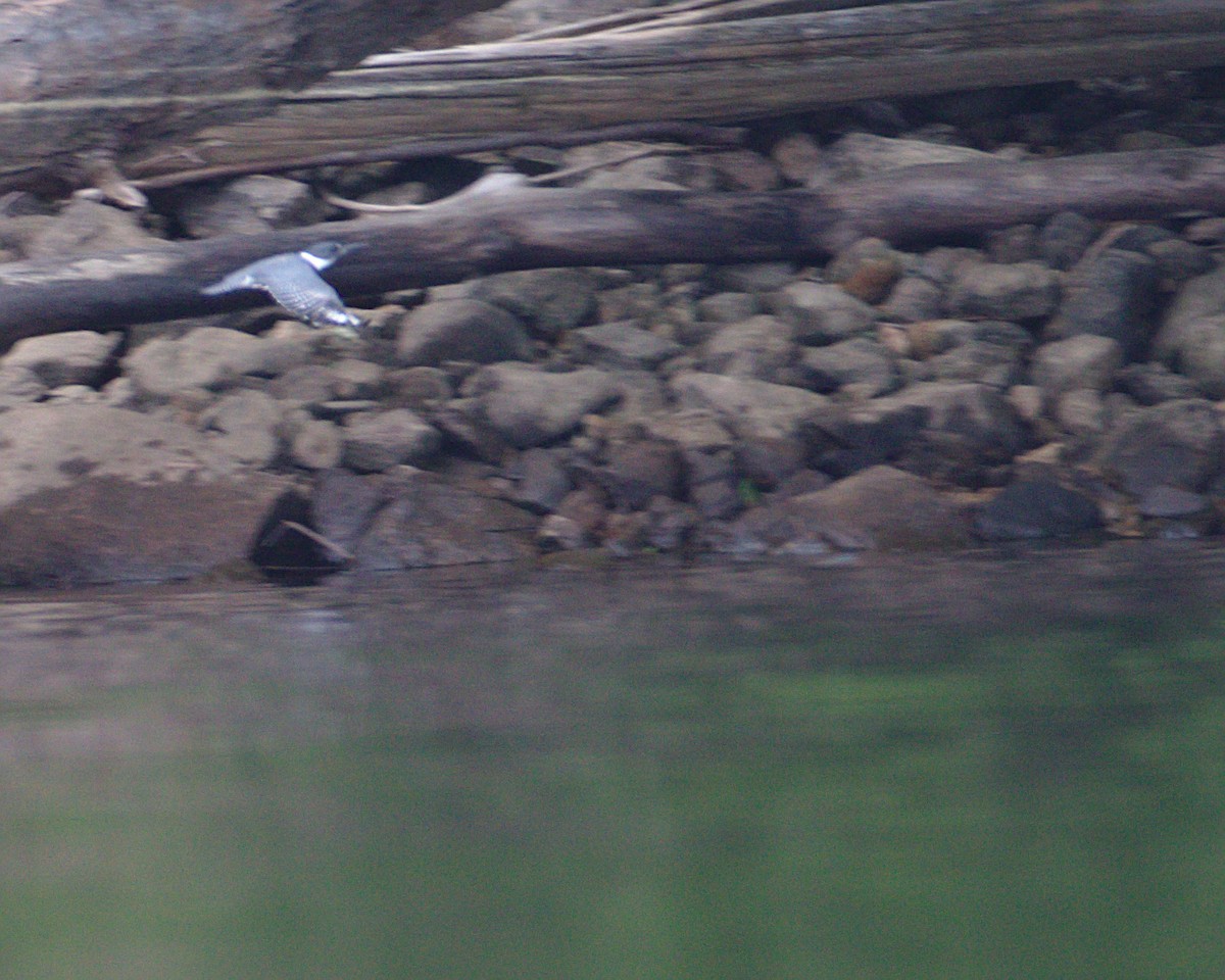 Belted Kingfisher - Mario St-Gelais