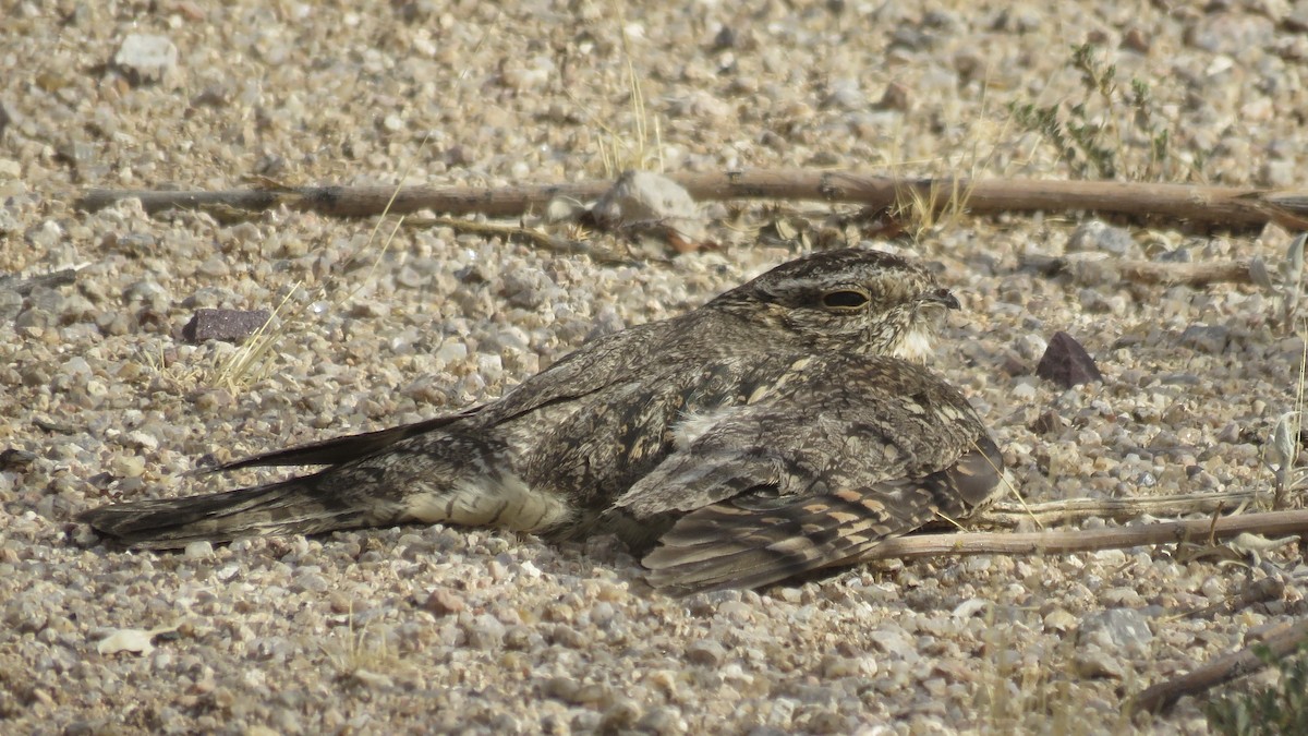 Lesser Nighthawk - ML171852141