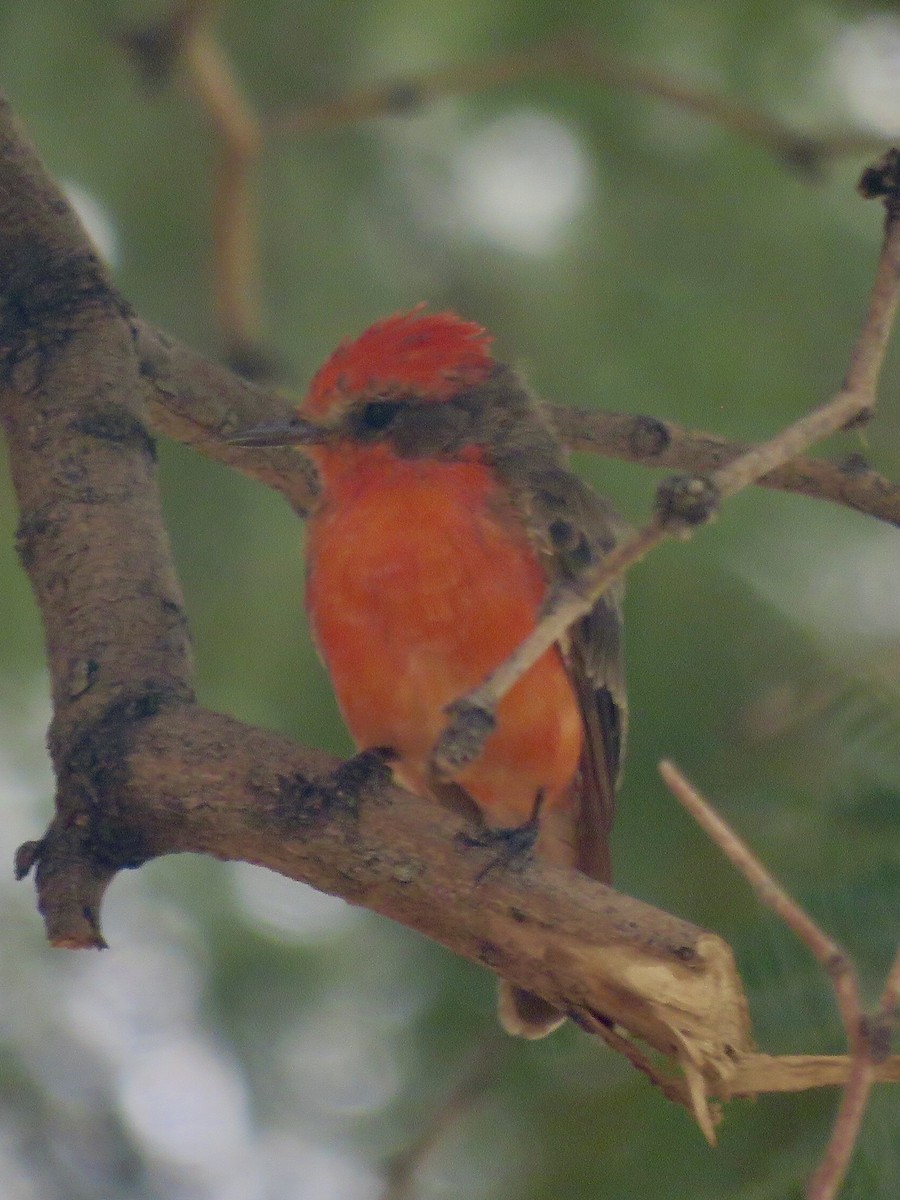 Vermilion Flycatcher - ML171852181