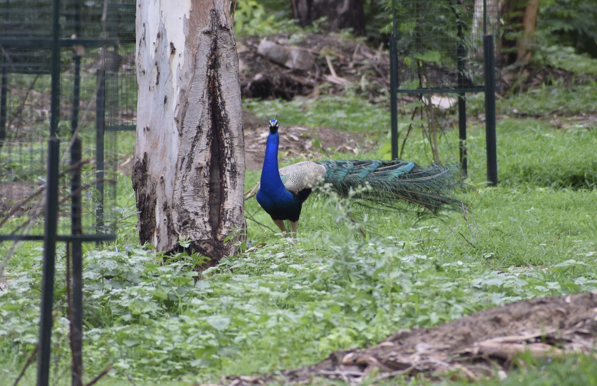 Indian Peafowl - ML171852231