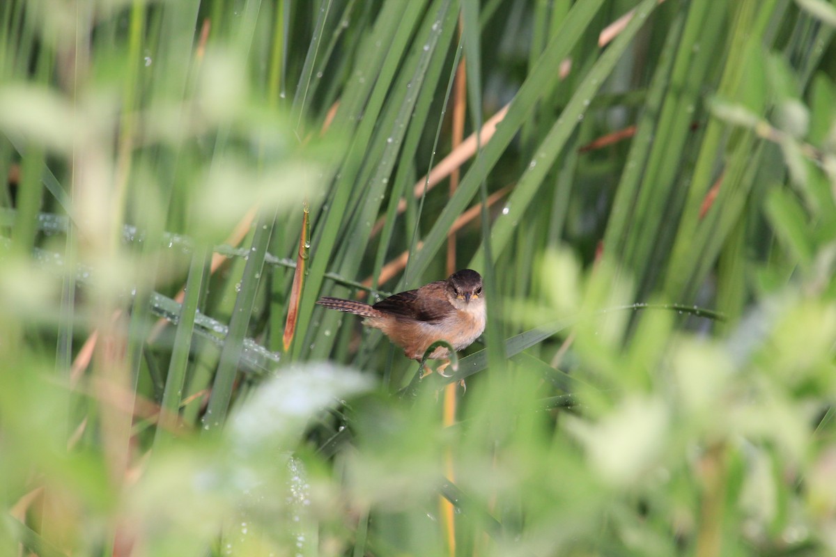 Marsh Wren - ML171853271