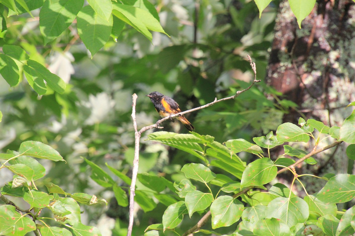 Paruline flamboyante - ML171853581