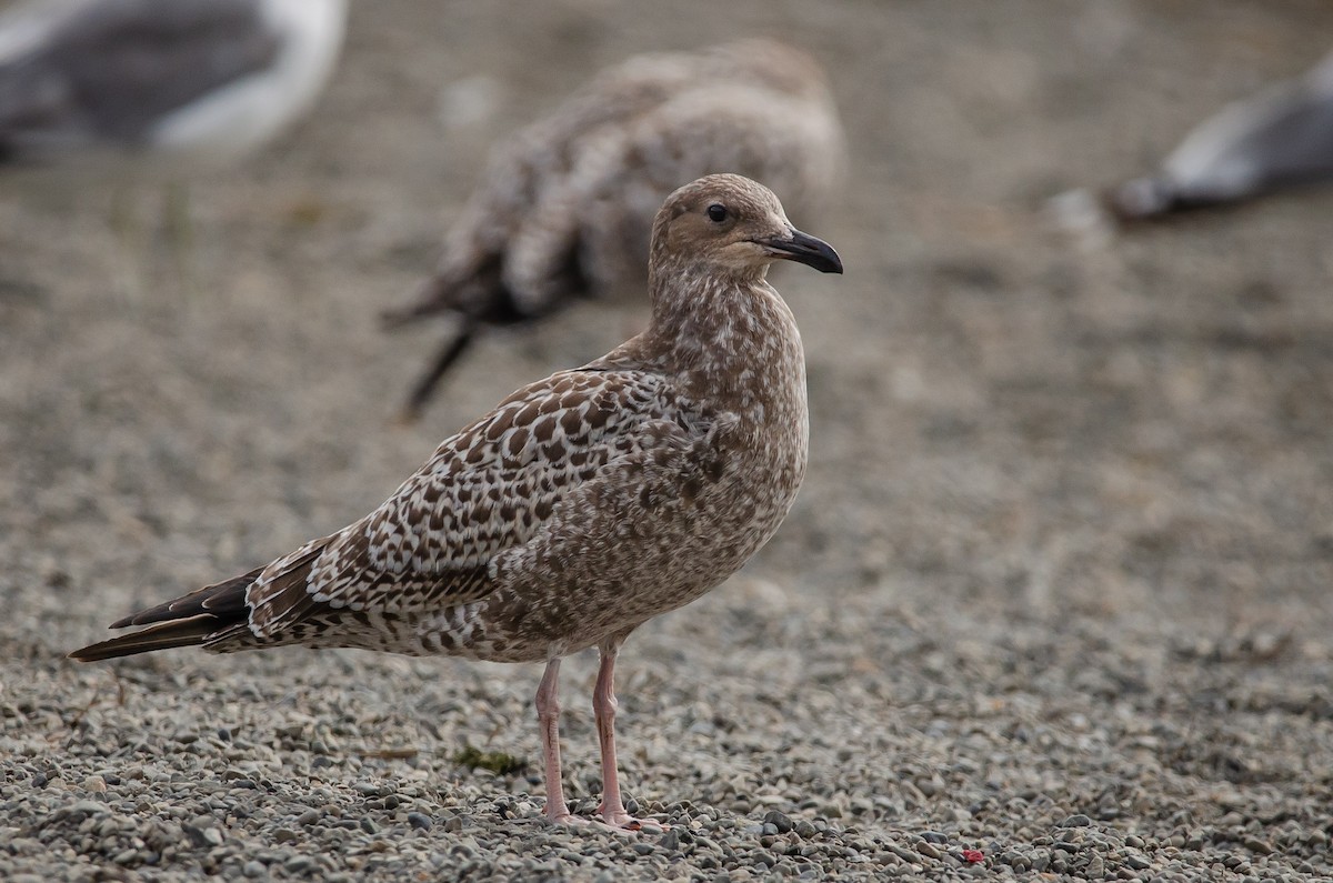 California Gull - Mason Maron