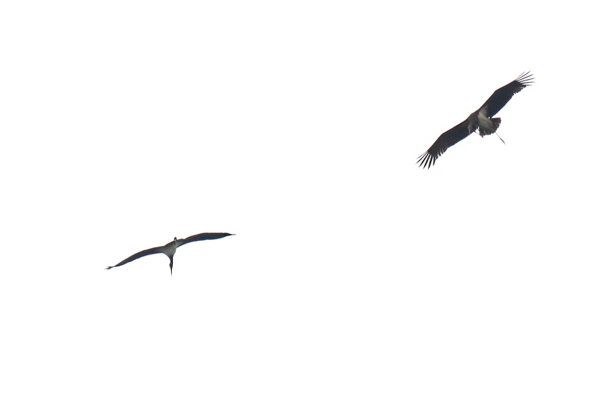 Black Stork - ML171858721