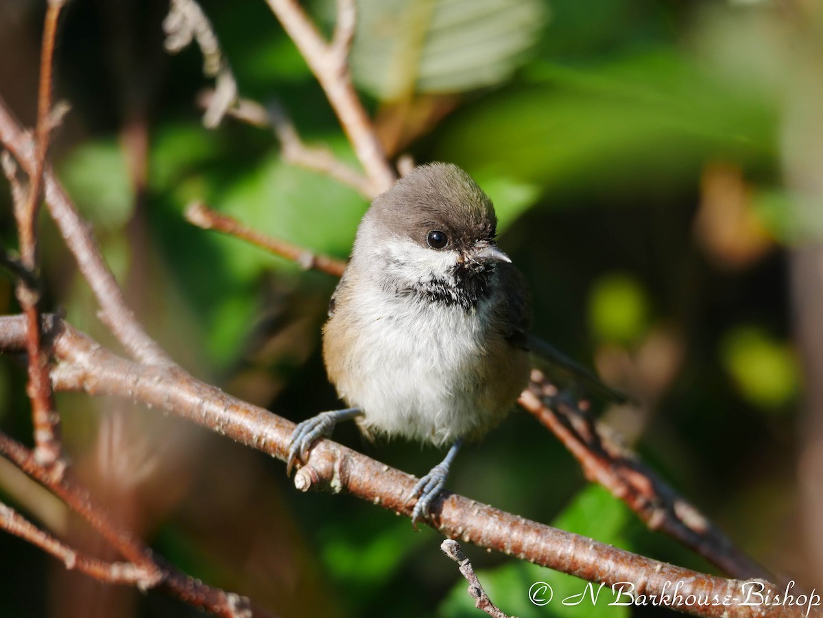 Boreal Chickadee - Natalie Barkhouse-Bishop