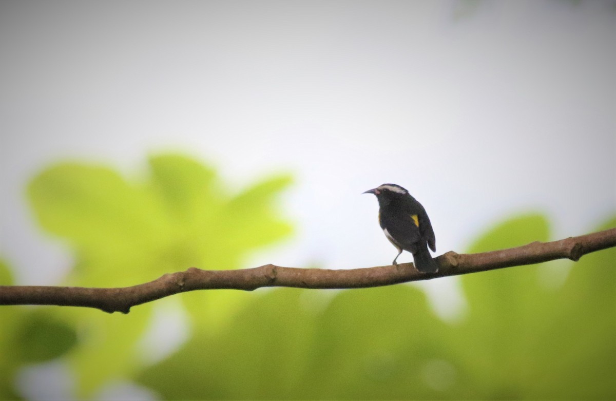 Bananaquit - ML171860311