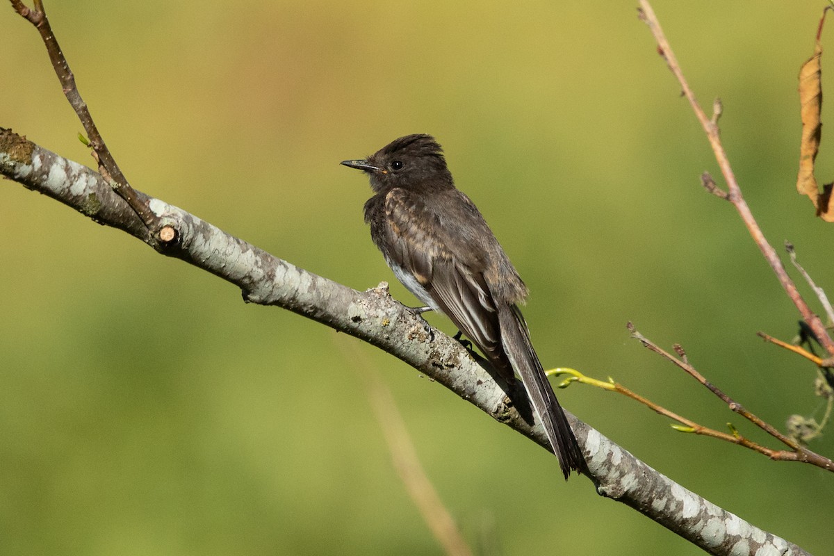 Black Phoebe - Ilya Povalyaev