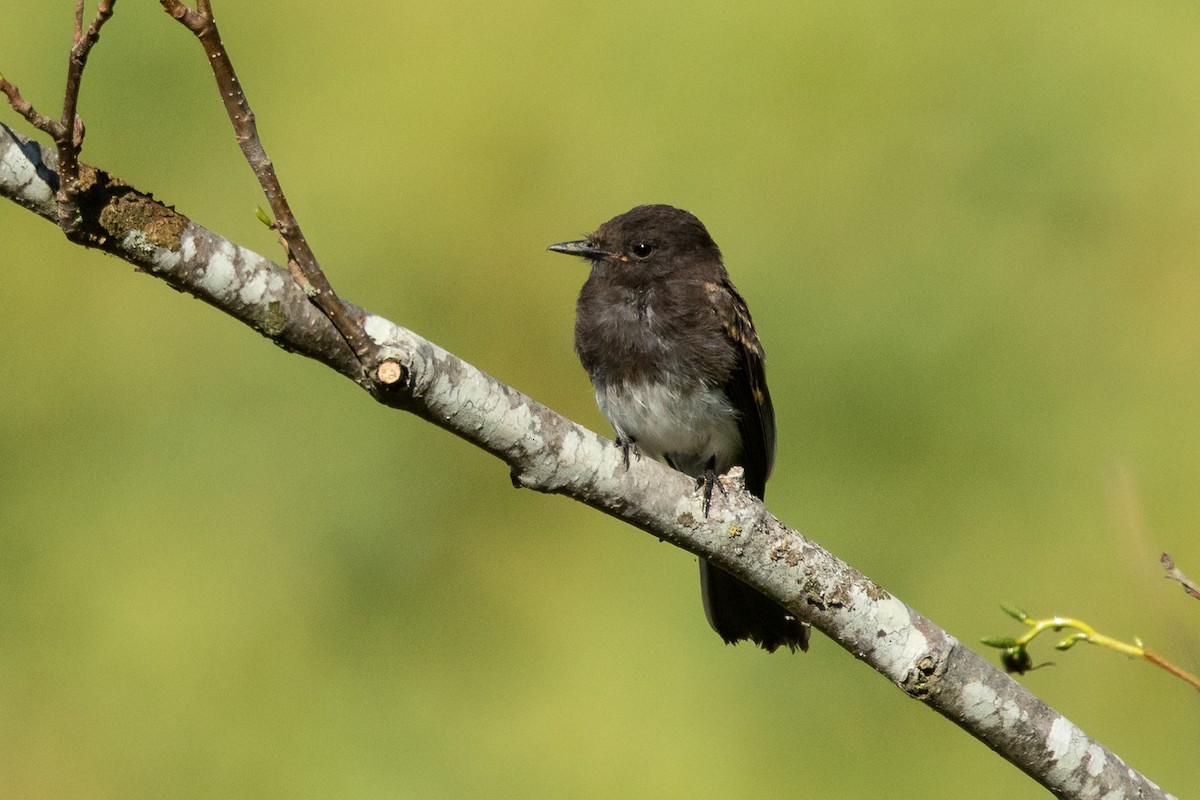 Black Phoebe - Ilya Povalyaev