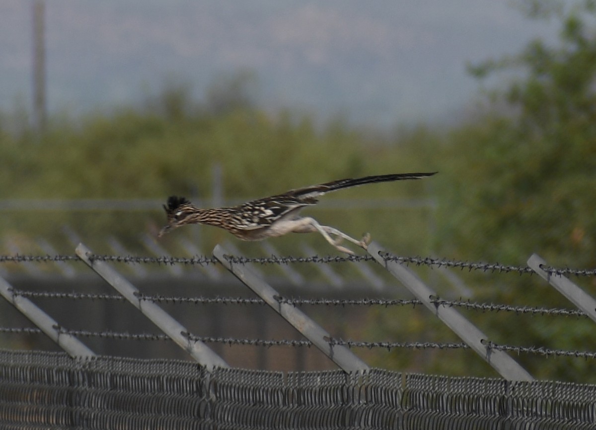 Greater Roadrunner - ML171861031