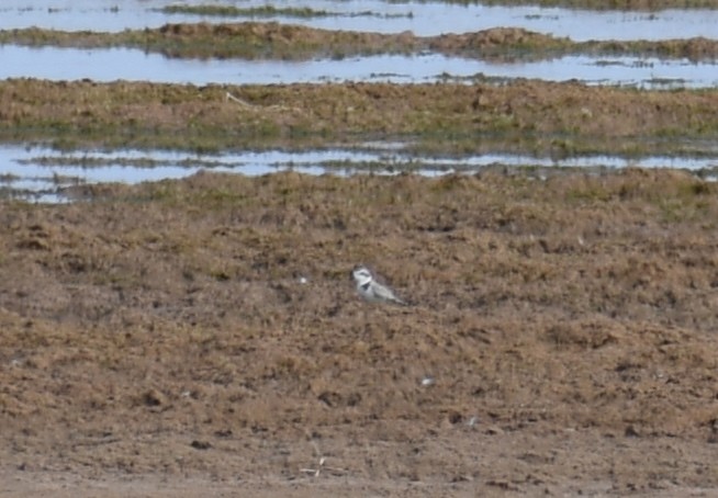 Snowy Plover - ML171861151