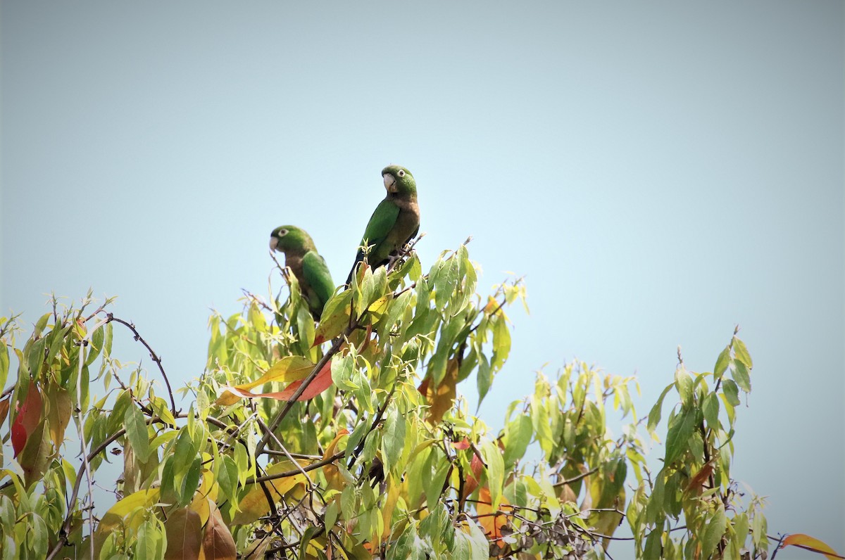 Olive-throated Parakeet - ML171861331