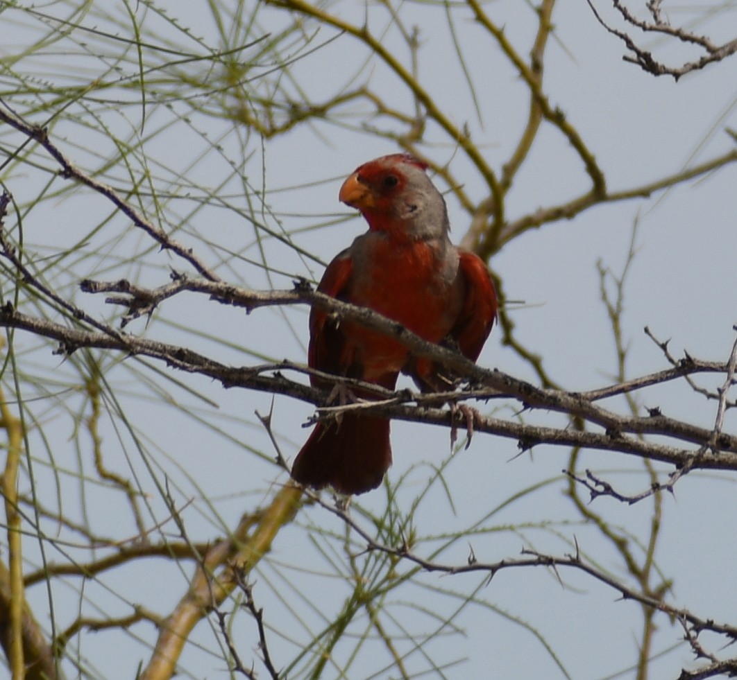 Pyrrhuloxia - ML171861801