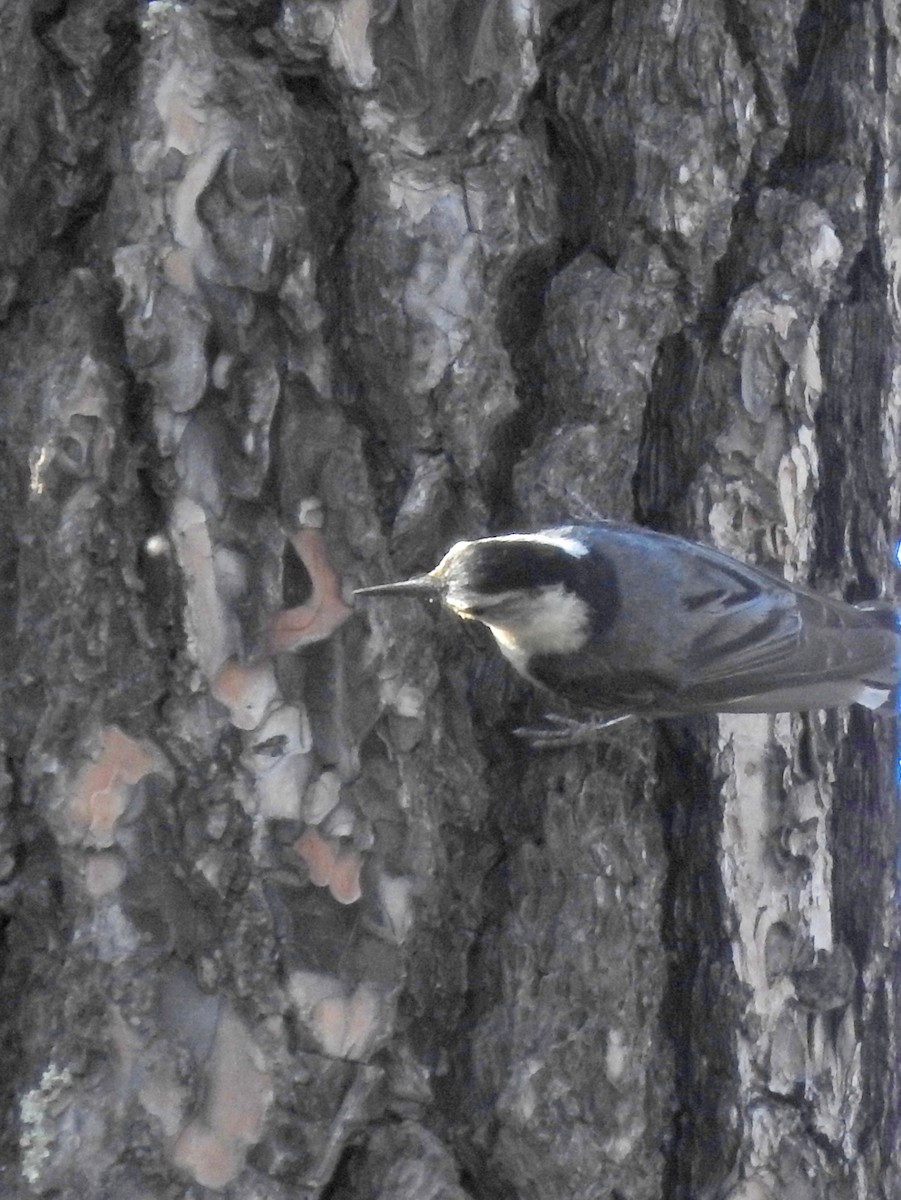 White-breasted Nuthatch - ML171861821