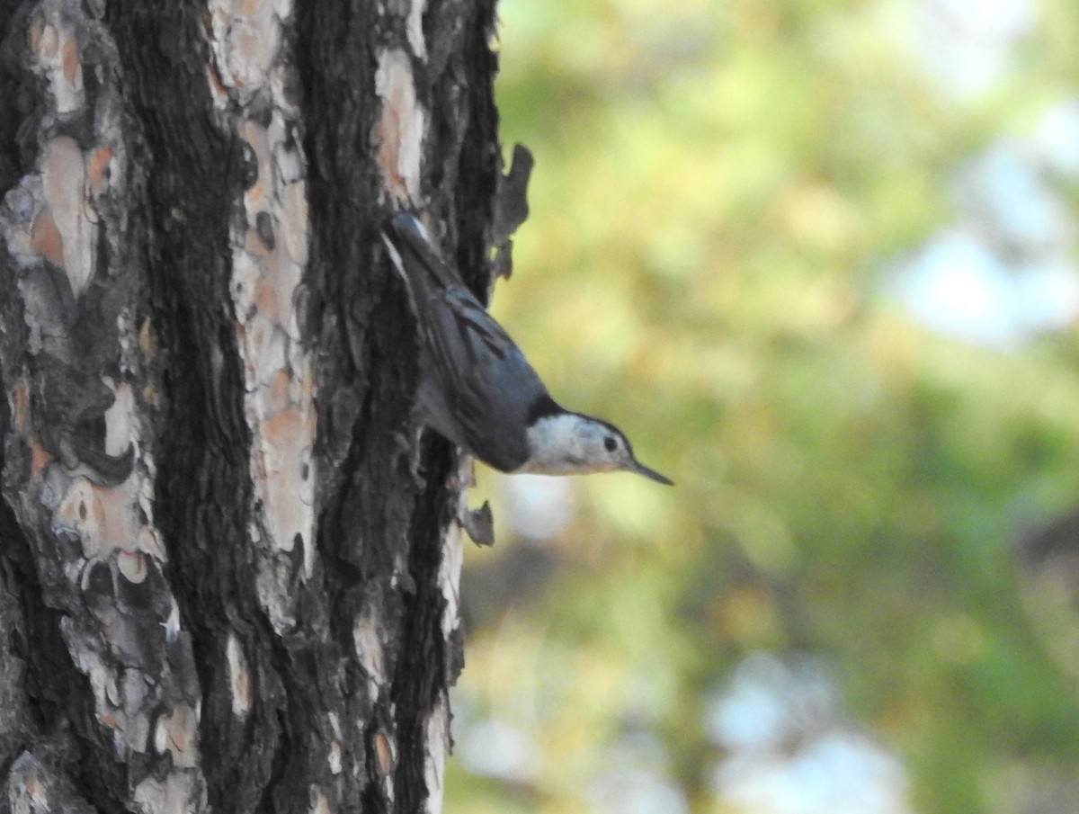 White-breasted Nuthatch - ML171861841