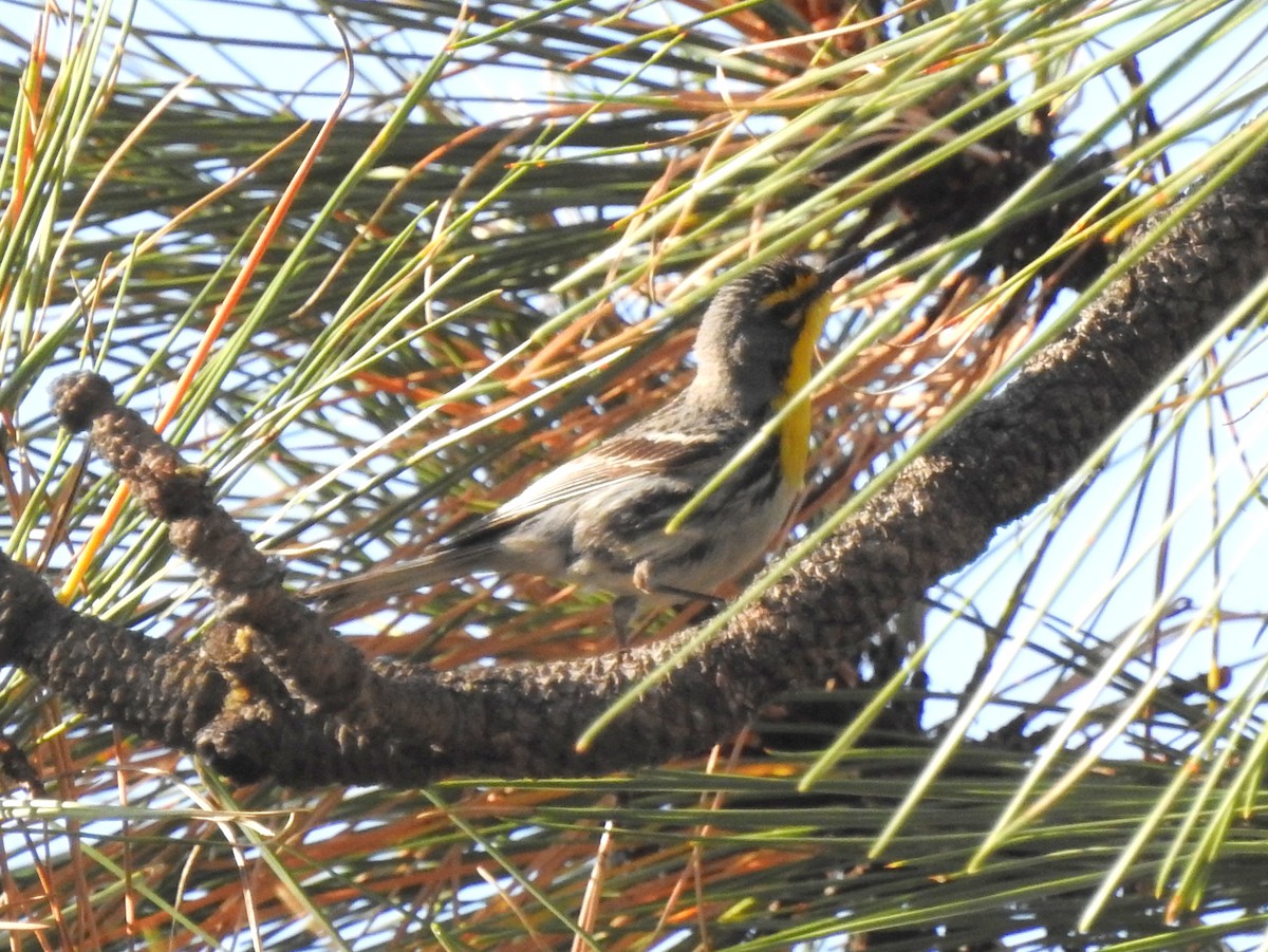 Grace's Warbler - ML171862201