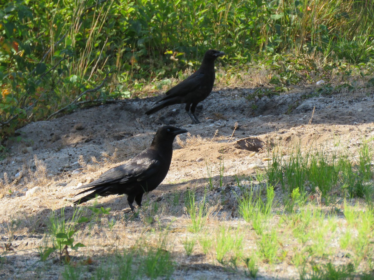 American Crow - ML171862611