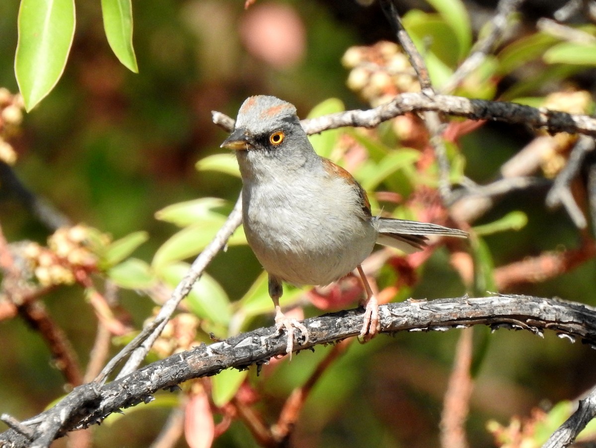 Yellow-eyed Junco - ML171862751