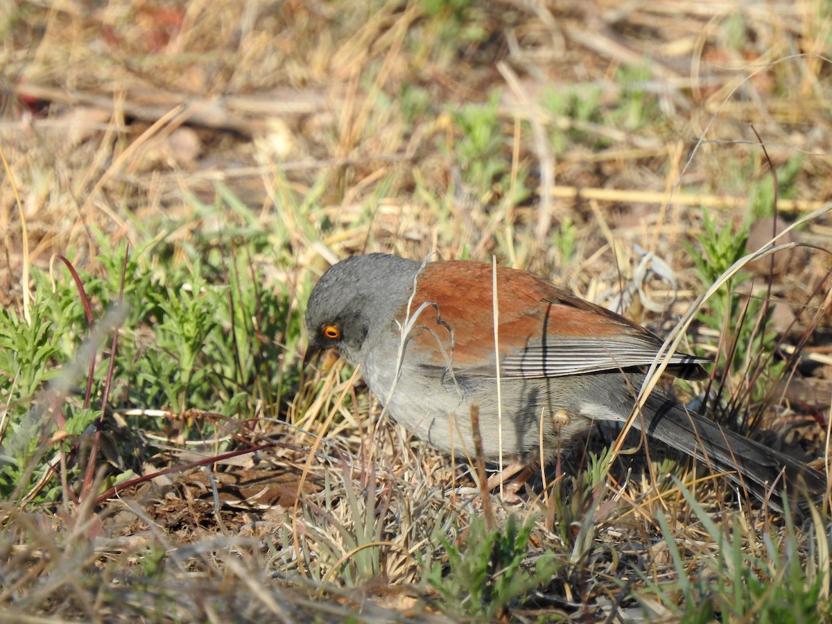 Yellow-eyed Junco - ML171862791