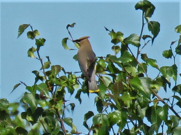 Cedar Waxwing - Roger Debenham