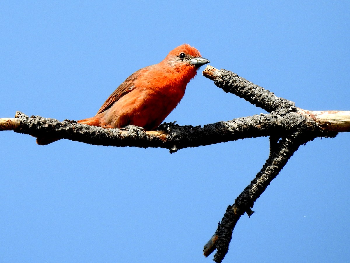 Hepatic Tanager - ML171863001