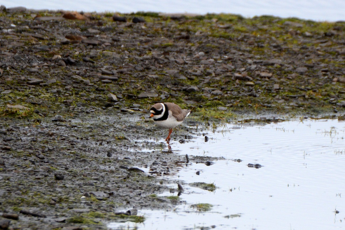 Common Ringed Plover - ML171865061