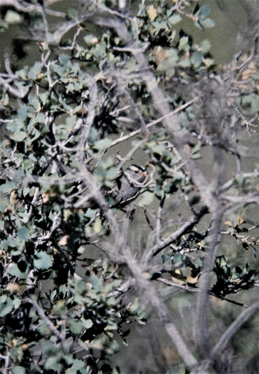 White-crowned Sparrow (Gambel's) - ML171866161