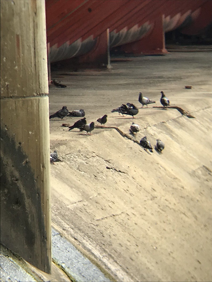 Rock Pigeon (Feral Pigeon) - ML171866571
