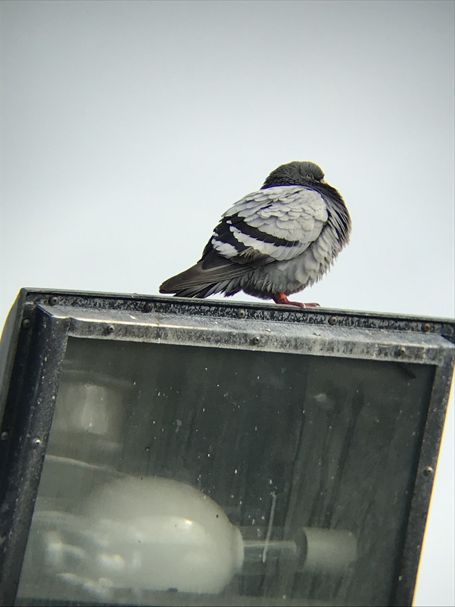 Rock Pigeon (Feral Pigeon) - ML171868281
