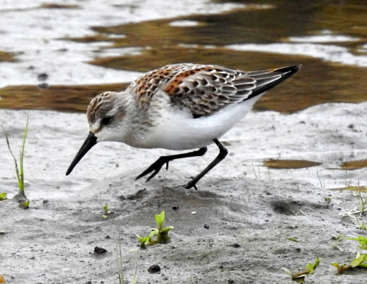 Western Sandpiper - Andy Frank