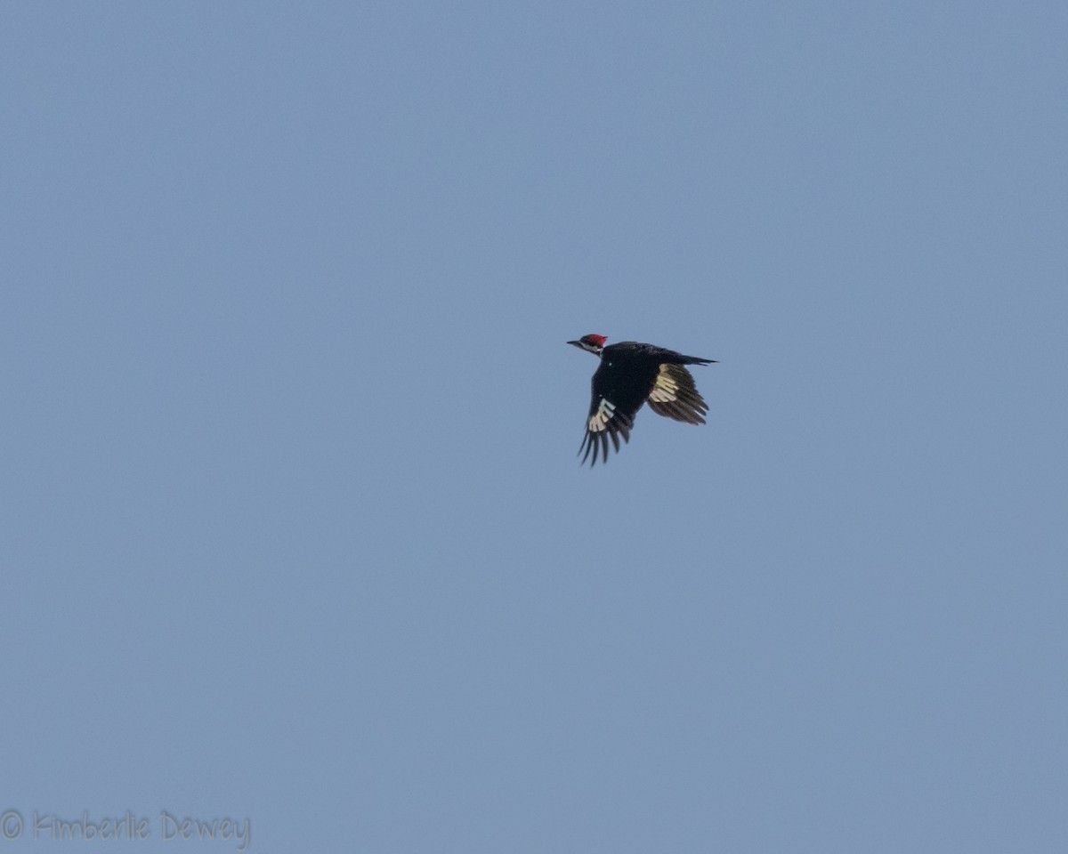 Pileated Woodpecker - ML171872521