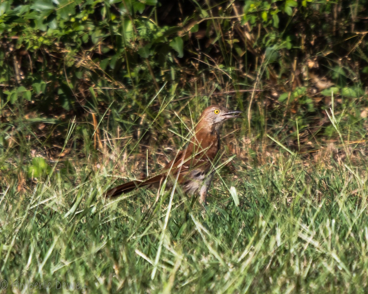 Brown Thrasher - ML171872551