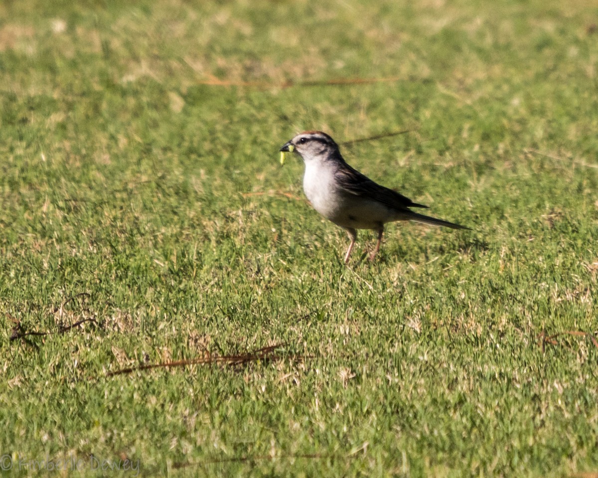 Chipping Sparrow - ML171872671