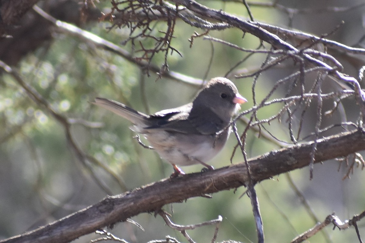 Junco Ojioscuro (hyemalis/carolinensis) - ML171874771