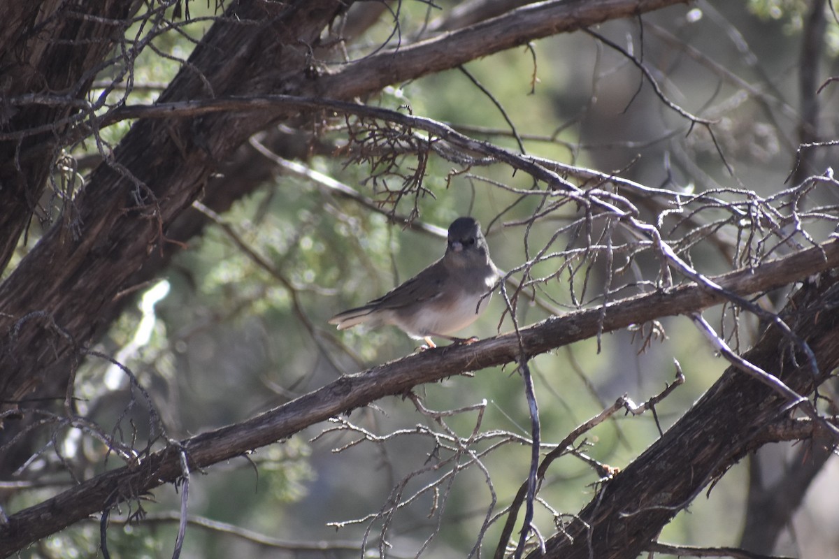 Dark-eyed Junco (Slate-colored) - ML171874781