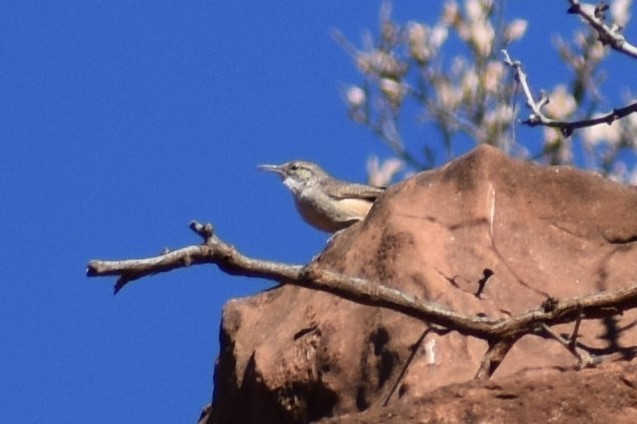 Rock Wren - ML171874791