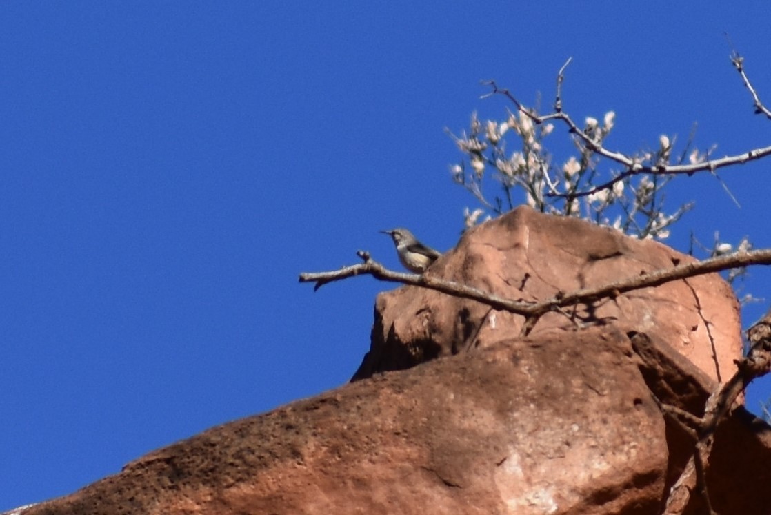 Rock Wren - ML171874801