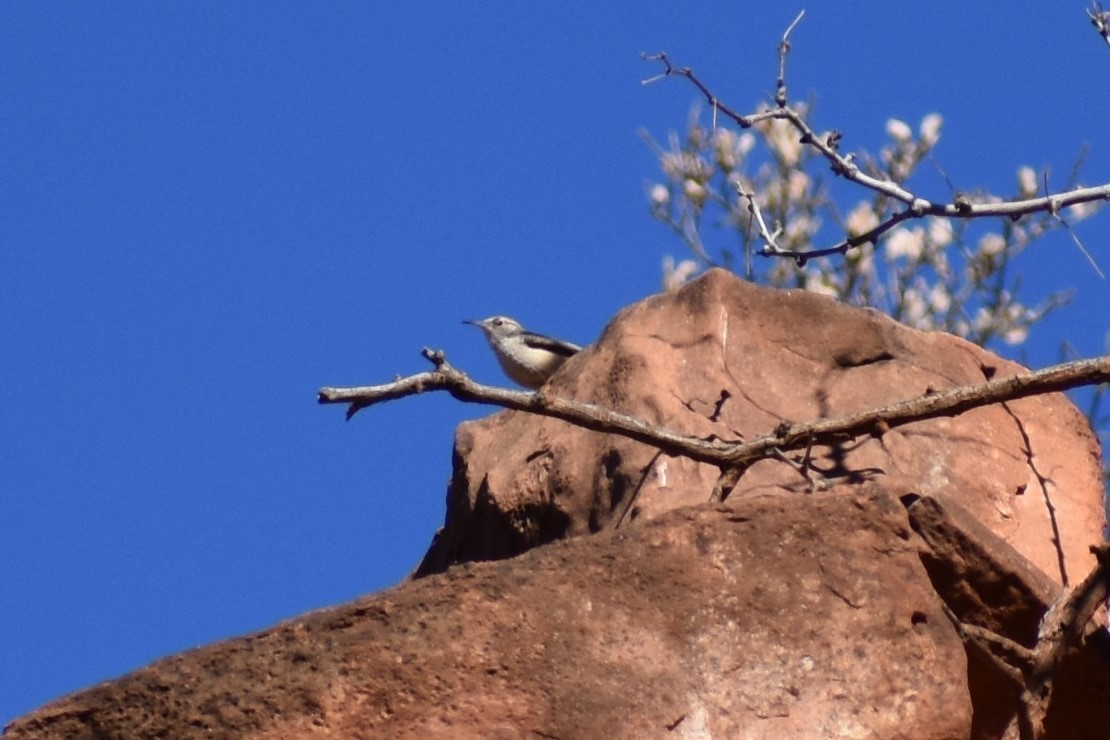 Rock Wren - Sydney Gerig