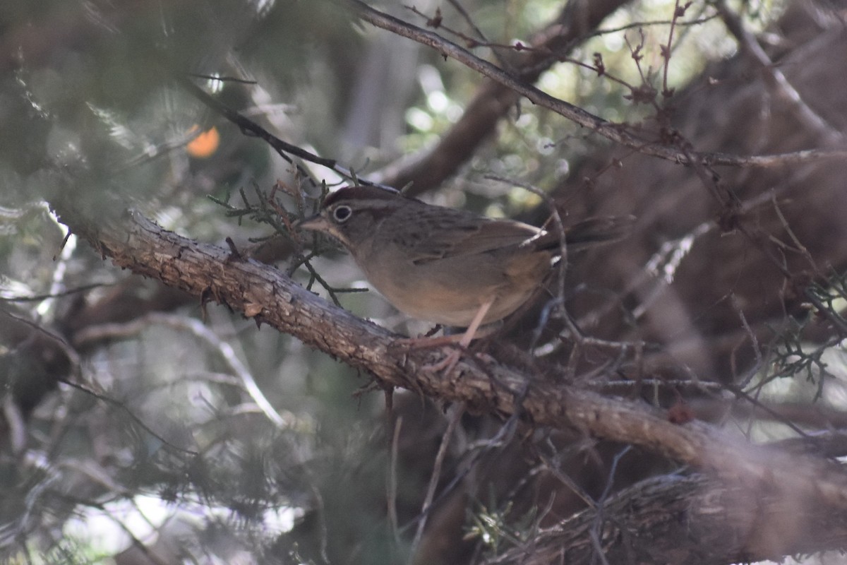 Rufous-crowned Sparrow - ML171874841