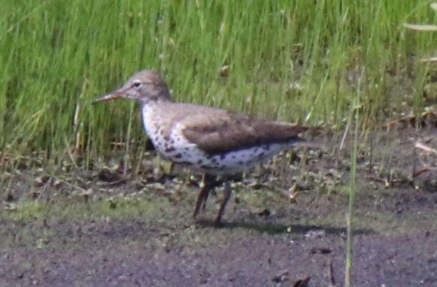 Spotted Sandpiper - ML171875261